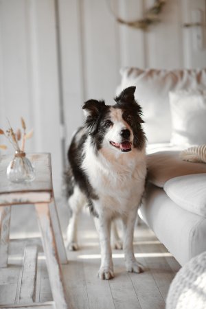 Bella2