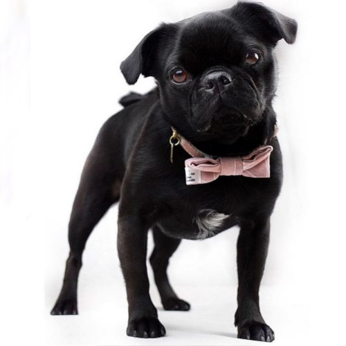 Messe und Event Filou