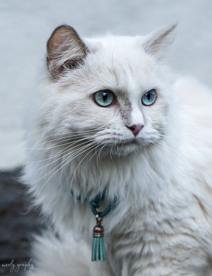 Akila4